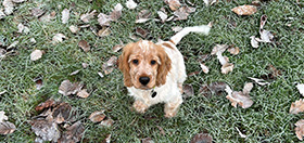 Cocker Spaniel puppy Bilbo sitting on some frosty grass looking up at the camera