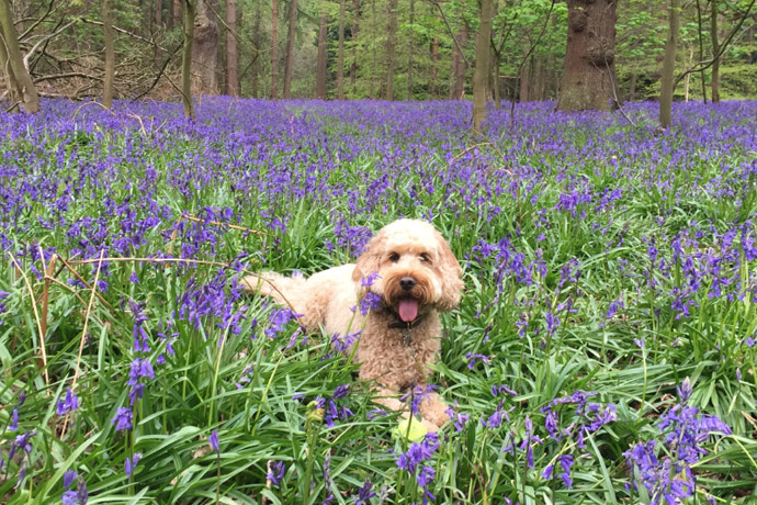 Bluebells