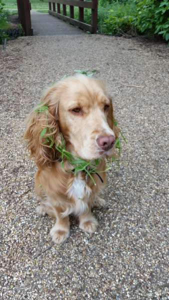 Spaniel flowers