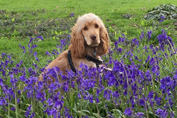 Spaniel Bluebells