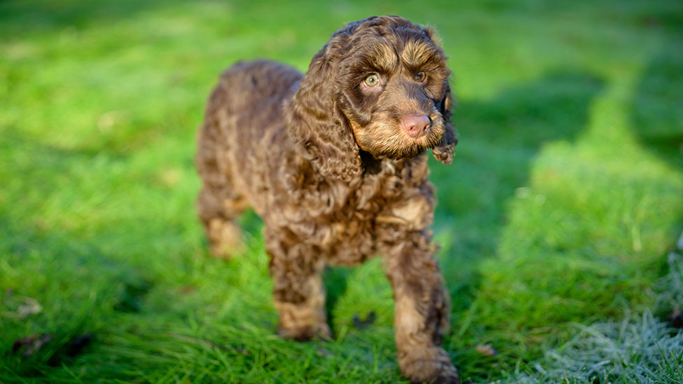 archie-attention-977-550.jpg