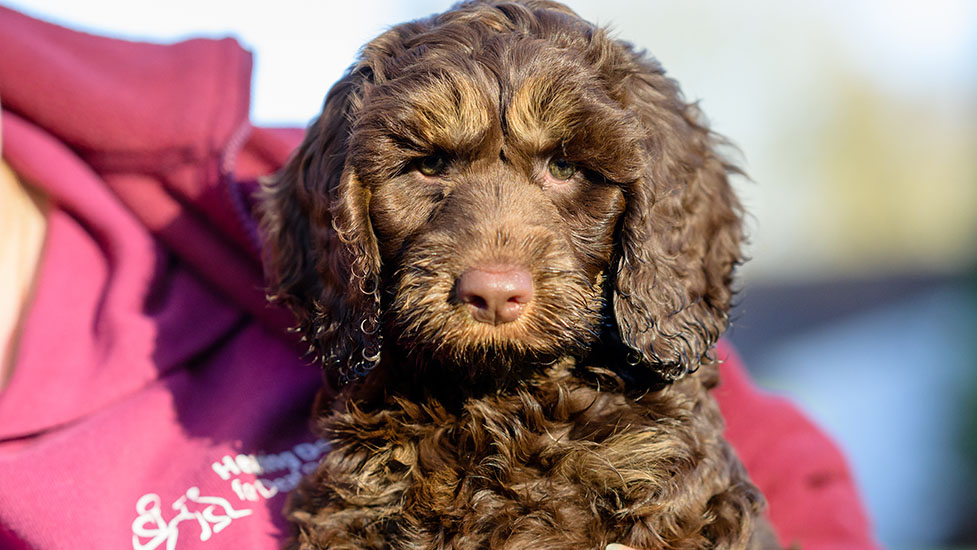 archie-held-977-550.jpg
