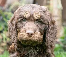 Archie is a bold, inquisitive, playful little Cockapoo