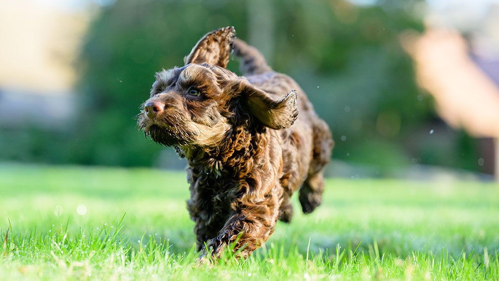 archie-running-977-550.jpg