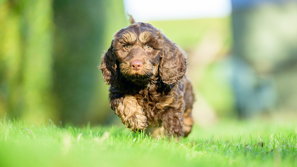 archie-running2-977-550.jpg