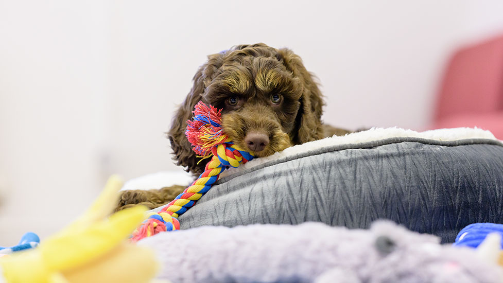 archie-toy-977-550.jpg