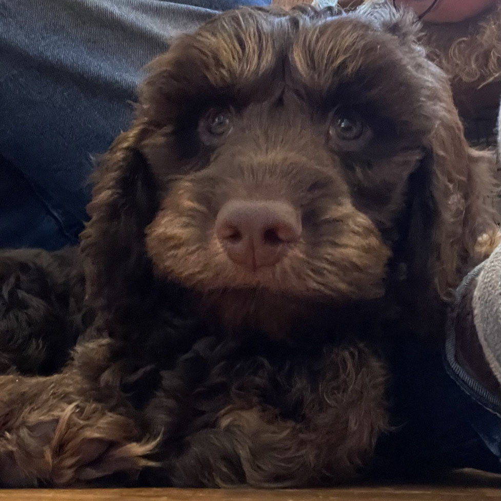 archie-cute-977-977.jpg