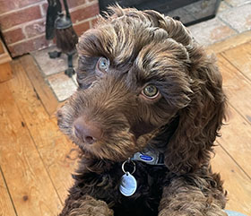Archie's a puppy of two halves
