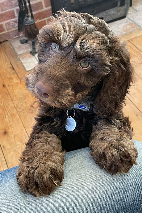 archie-head-tilt-460-690.jpg