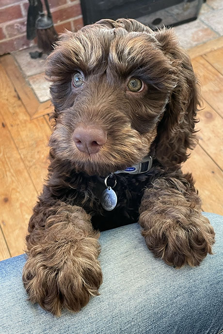 archie-no-head-tilt-460-690.jpg