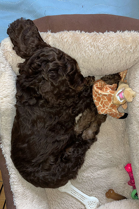 archie-snooze1-460-690.jpg