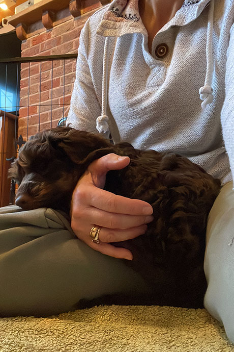 archie-snooze2-460-690.jpg