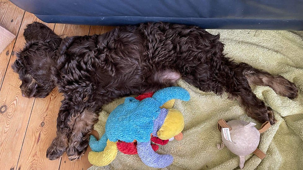archie-snooze5-977-550.jpg