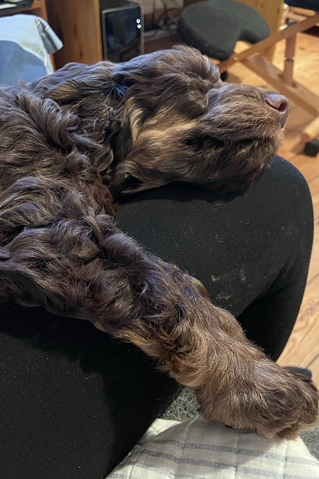archie-snooze6-460-690.jpg
