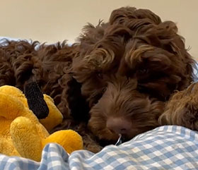 Archie in videos
