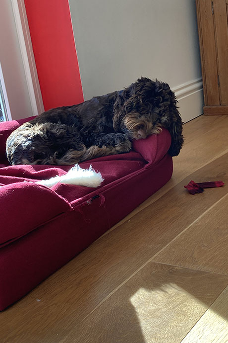 archie-bed-460-690.jpg