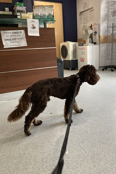 archie-vet2-460-690.jpg