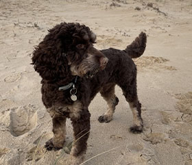 Brown dog standing on beach
