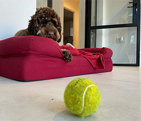 Brown cockapoo with tennis ball
