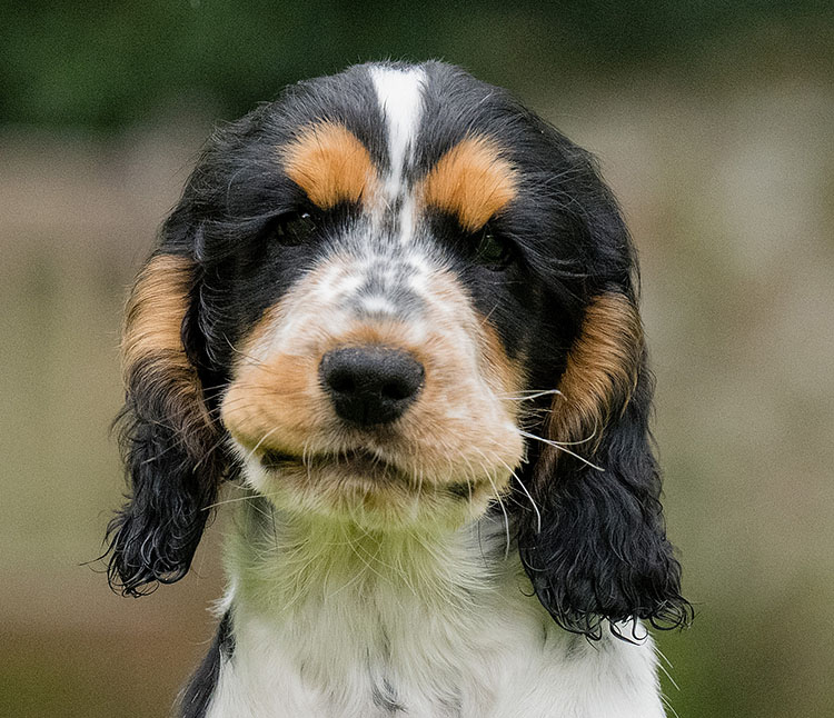 Cute sponsor pup Arthur
