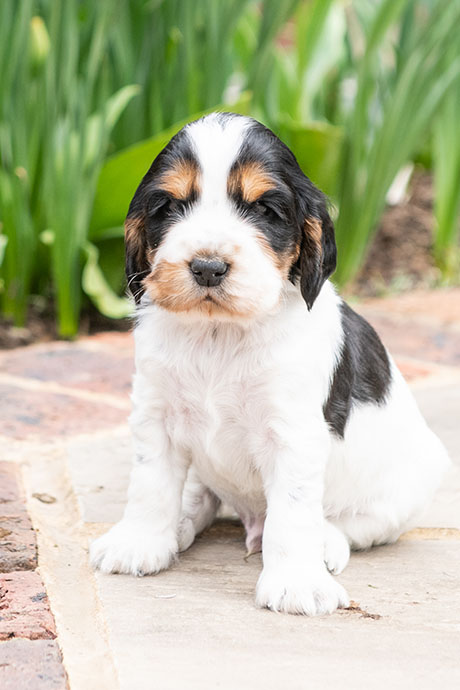 arthur-puppy-460-690.jpg