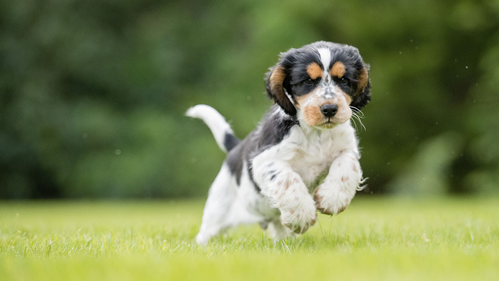 arthur-running-977-550.jpg