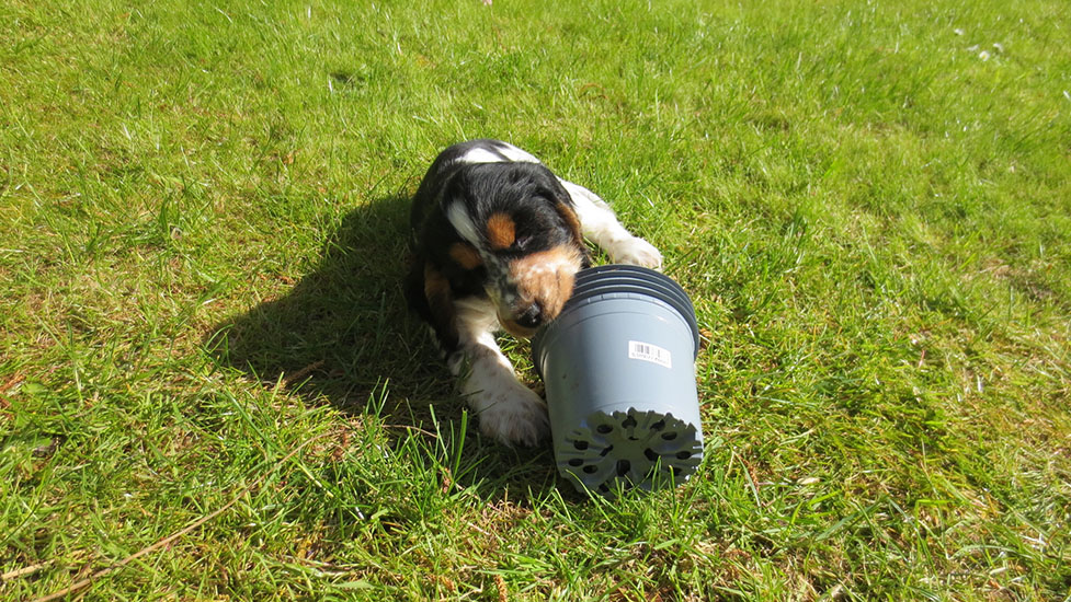 arthur-plantpot-977-550.jpg