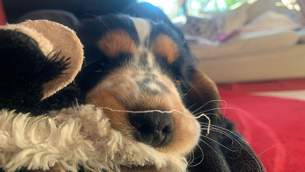arthur-snooze-977-550.jpg