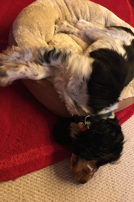 arthur-snooze1-460-690.jpg