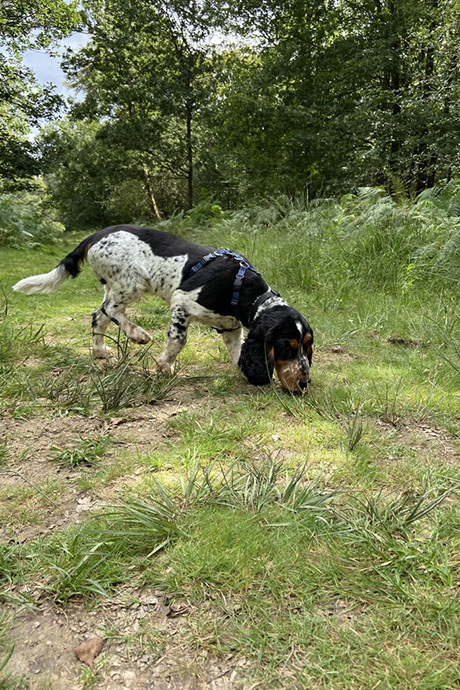 arthur-sniff-460-690.jpg