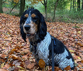 Arthur loves autumn