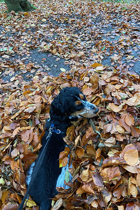 arthur-leaves-460-690.jpg