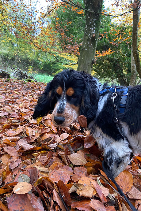 arthur-leaves2-460-690.jpg
