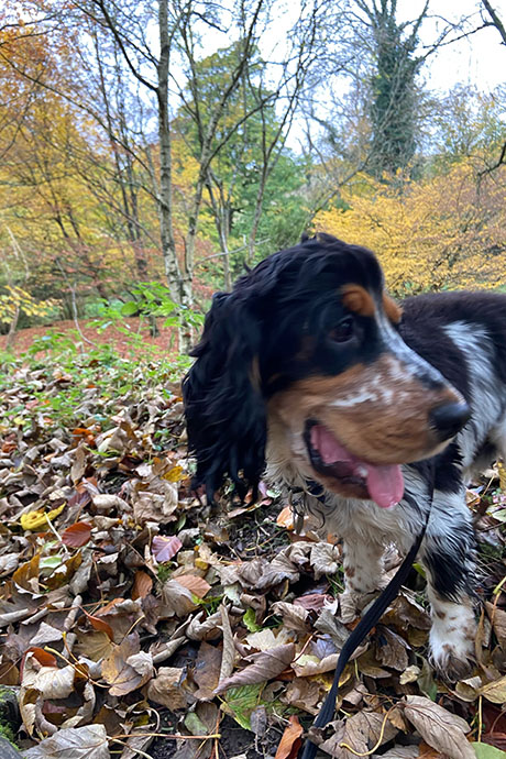 arthur-leaves3-460-690.jpg