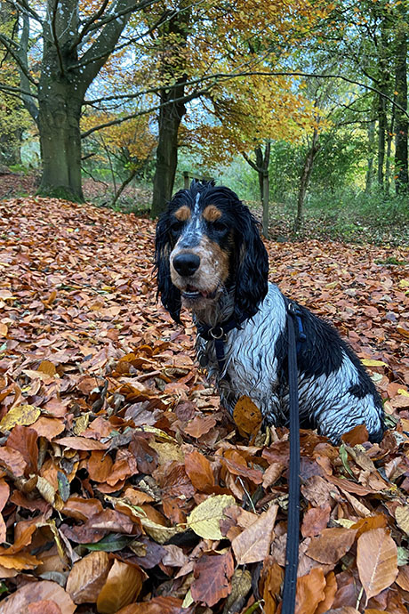 arthur-leaves4-460-690.jpg