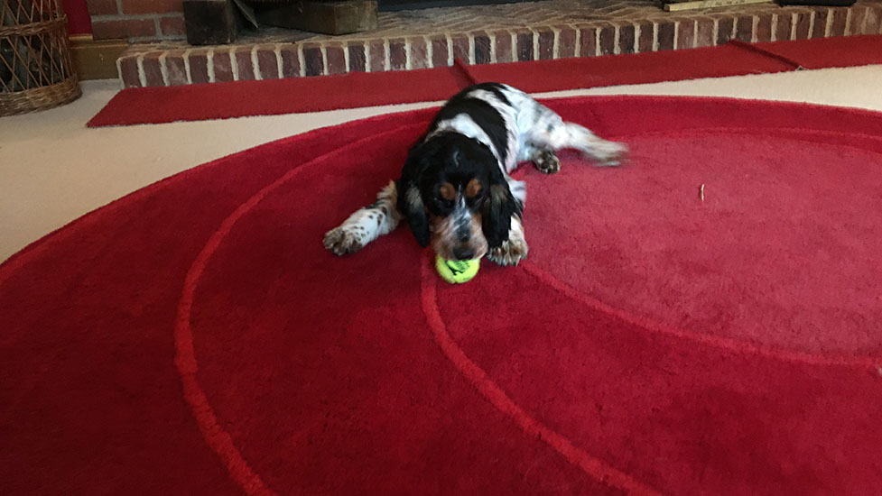 arthur-ball12-977-550.jpg