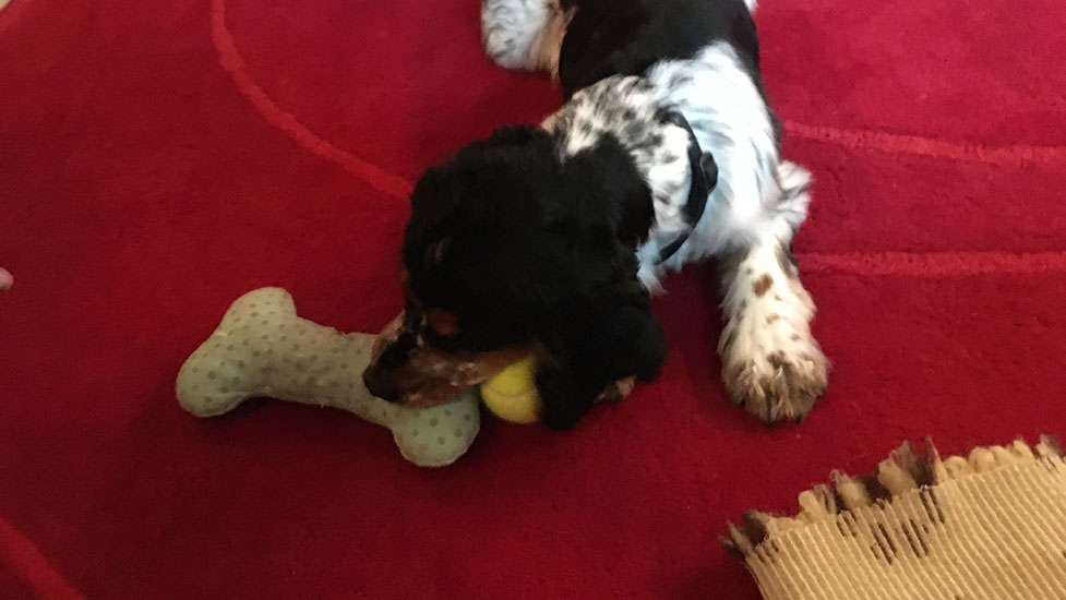 arthur-ball4-977-550.jpg