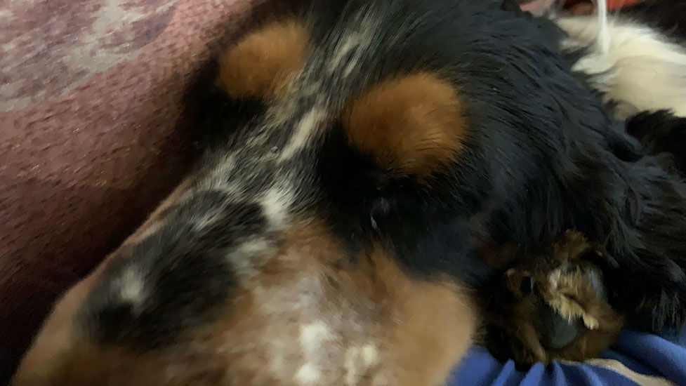 arthur-snooze2-977-550.jpg