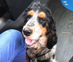 A dog sitting on a bus