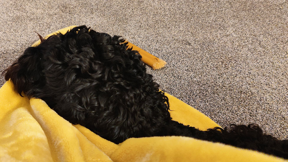 bella-blanket-977-550.jpg