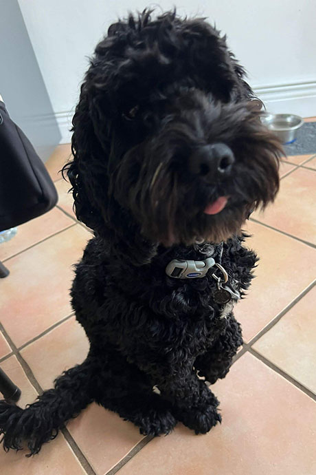 bella-tongue-460-690.jpg