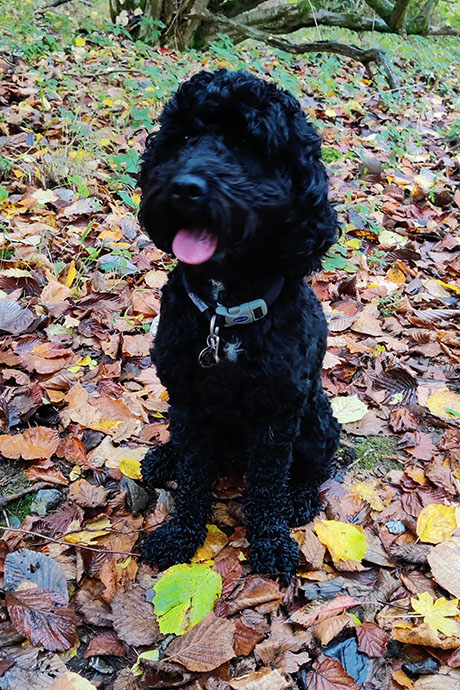 bella-woods-460-690.jpg