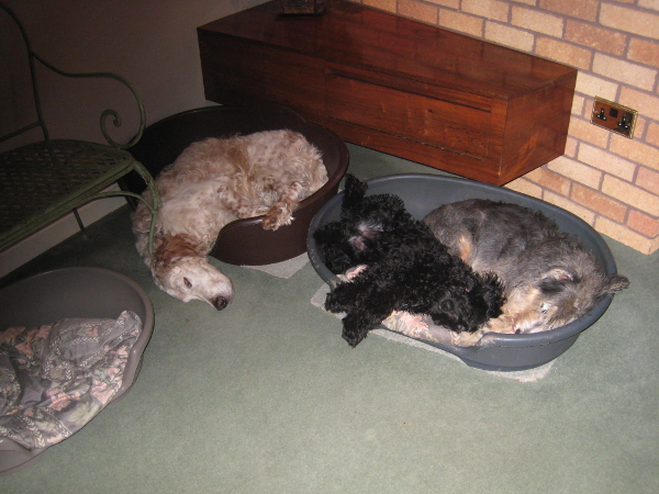 Adorable hearing dog sponsor pup Berry sleeping