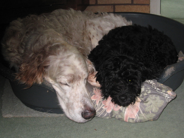 Cute hearing dog sponsor pup Berry sleeping