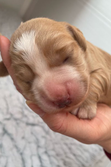 fudge-1week-460-690.jpg