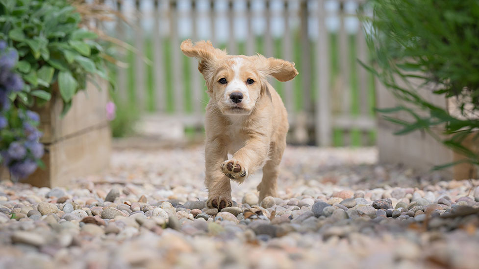 fudge-ears-977-550.jpg