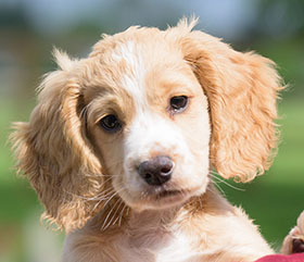 Fudge is a sweet little bundle of energy