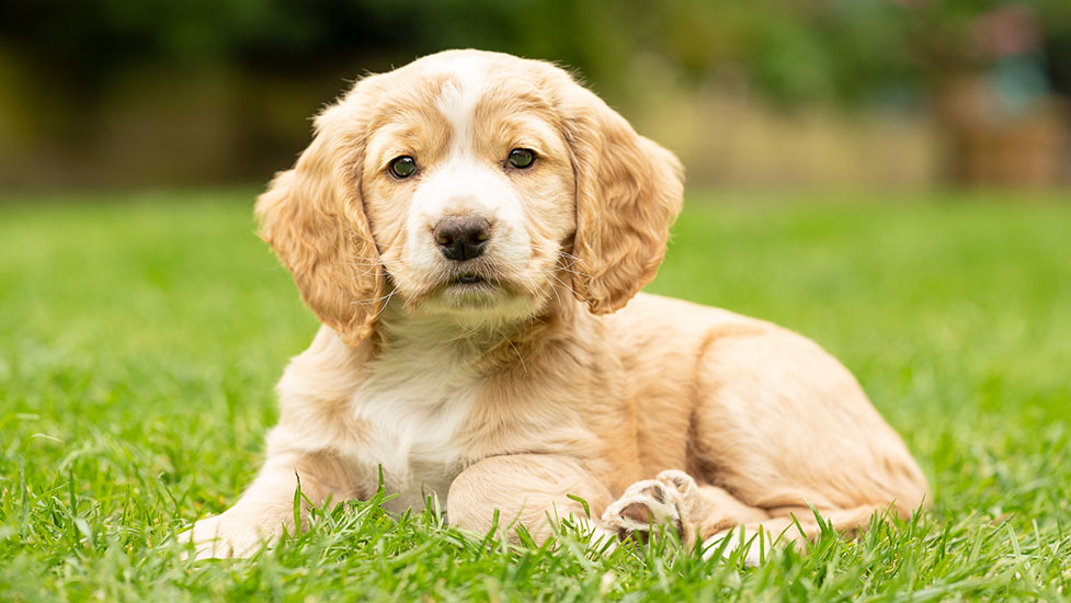 fudge-sitting-977-550.jpg