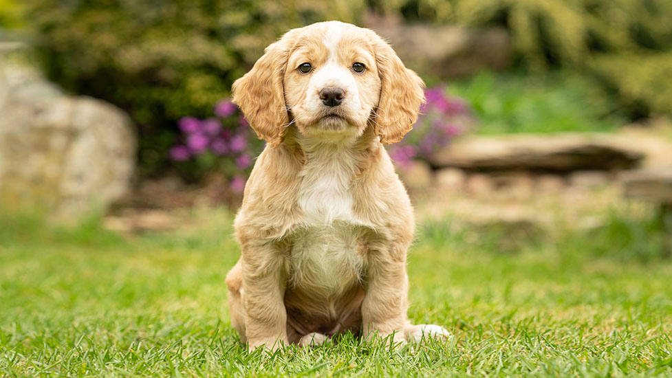 fudge-sitting2-977-550.jpg