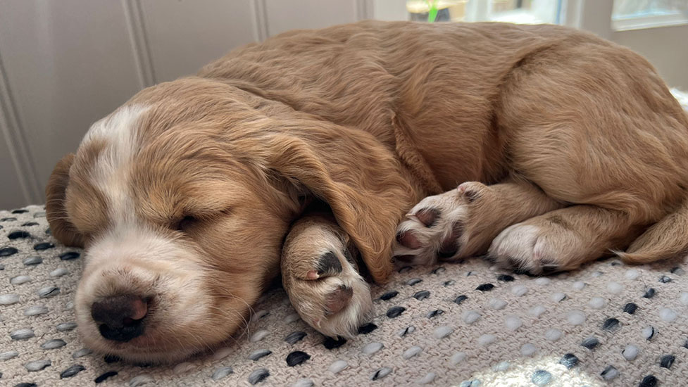 fudge-sleeping-977-550.jpg
